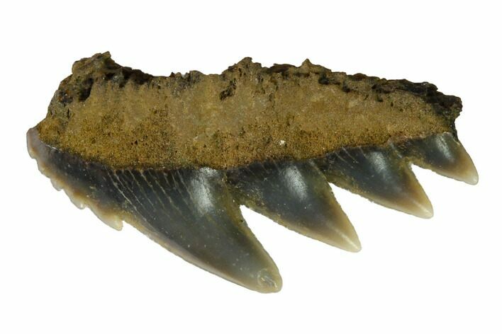 Fossil Cow Shark (Notorynchus) Tooth - Maryland #164760